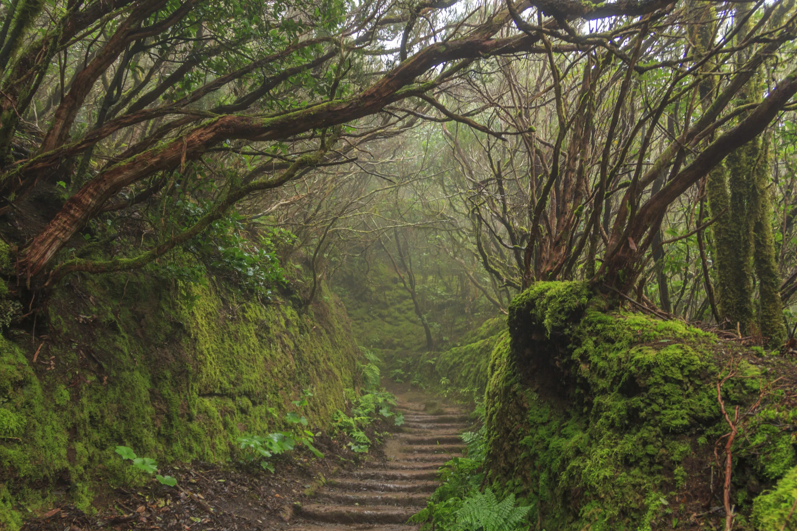 Lorbeerwald